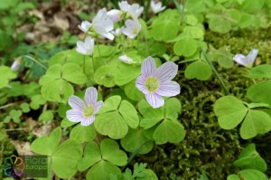 Oxalis acetosella